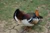 Canard au parc du Près La Rose à Montbéliard (25)