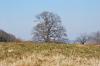 Arbre dans une prairie du Doubs (25)