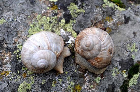 Escargots sur un sentier de marche dans le Valgaudemar (05)