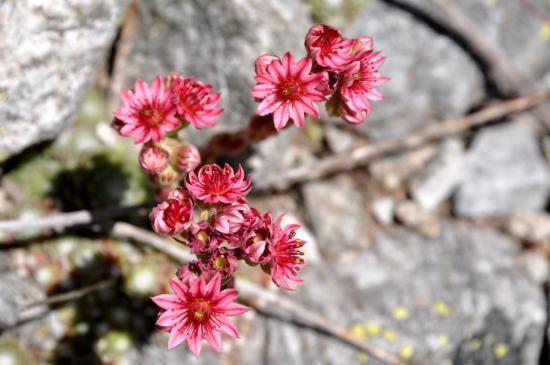 Végétation en allant au Pré de la Chaumette (05)