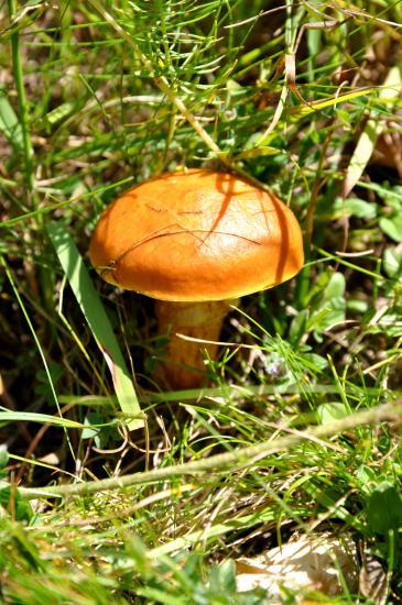 Champignon dans la vallée de Champoléon (05)