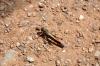 Insecte au lac de Barbeyroux à l'est de Saint Bonnet (05)