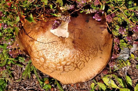 Champignon dans la vallée de Champoléon (05)