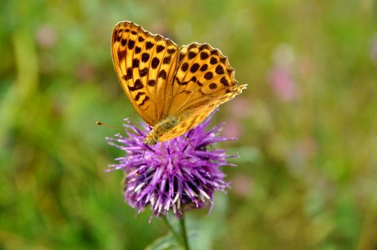 Papillon qui butine au lac de Barbeyroux à l'est de Saint Bonnet (05)