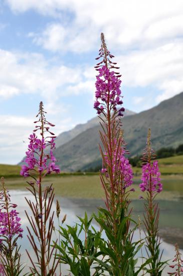 Lac de Barbeyroux à l'est de Saint Bonnet (05)