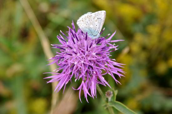 Papillon qui butine au lac de Barbeyroux à l'est de Saint Bonnet (05)