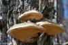 Champignons sur un arbre (25)