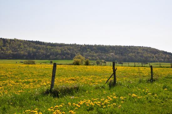 Pâturages jurassien (39)