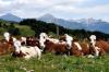 Troupeau de vaches montbéliardes au lac de Barbeyroux (05)
