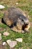 Marmotte au Saut de Laïre dans la vallée du Drac noir (05)