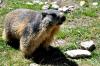 Marmotte au Saut de Laïre (05)