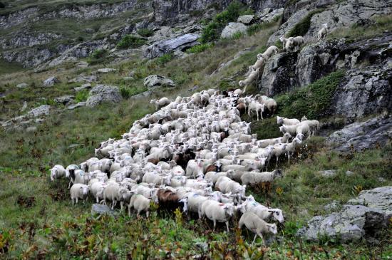 Troupeau de brebis près du lac du Lauzon dans le Valgaudemar (05)