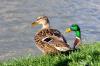 Canards au bord du Doubs à Besançon (25)