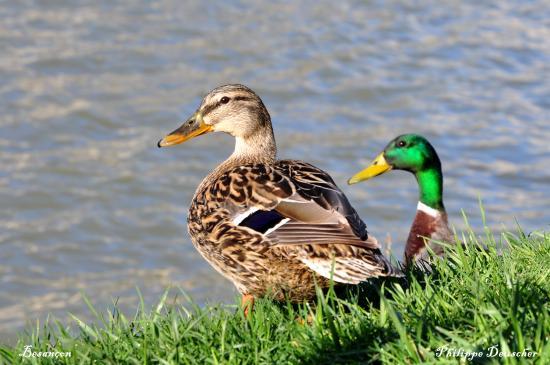 Canards au bord du Doubs à Besançon (25)
