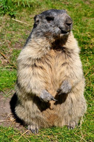 Marmotte au Saut de Laïre (05)