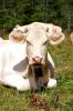 Vache en allant au Pré des Chaumettes dans la vallée de Champoléon (05)