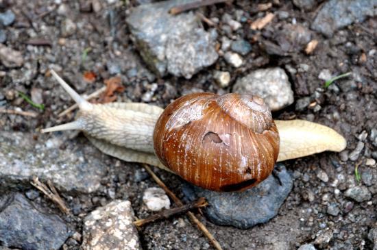 Escargot au chalet de Gioberney dans le Valgaudemar (05)