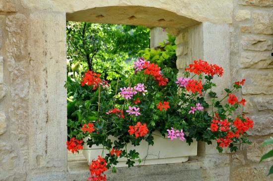 Géranium à la maison fleurie de Sancey-Le-Long (25)