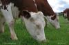 Vaches au pré dans le Jura (39)