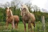 Chevaux dans uune prairie à Nans (25)