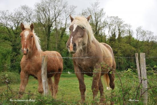 Chevaux dans uune prairie à Nans (25)