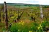 Vignes près d'Arbois (39)