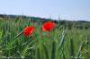 Coquelicots dans un champ à Mathay (25)