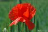 Coquelicot dans un pré à Mathay (25)