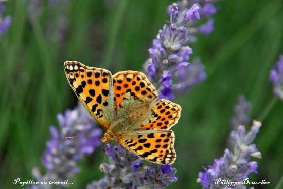Papillon qui butine - Mathay - (25)