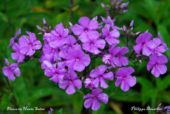Fragilité de Dame Nature (70)