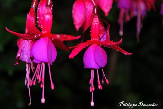 Fleurs prises en Haute Saône (70)