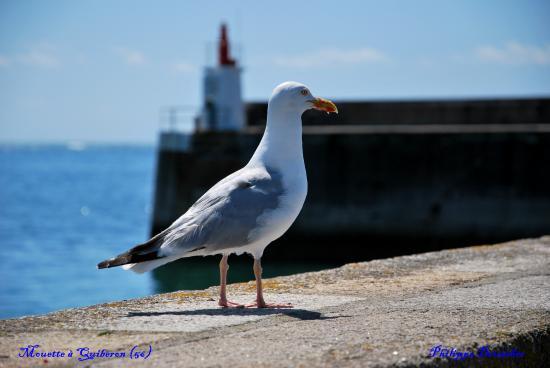 Paysage maritime en Bretagne sud (56)