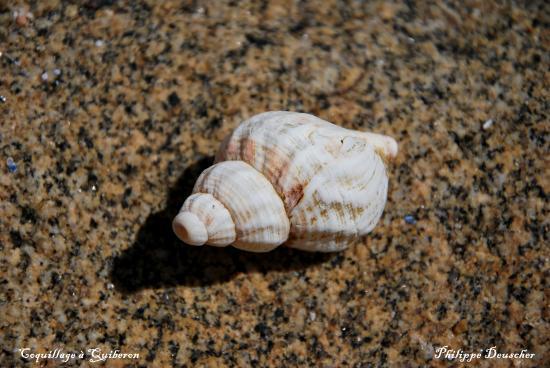 Coquillage en Bretagne sud (56)