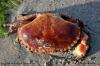 Crabe à marée basse en Bretagne sud (56)