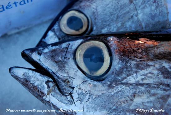 Poissons sur un marché à Belle île en Mer (56)