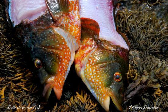Poissons de roche à Belle île en Mer (56)