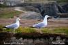 Goëlands à Belle île en Mer (56)