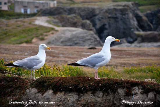 Goëlands à Belle île en Mer (56)