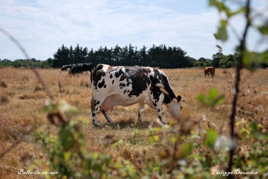 Vache au pré à Belle île en Mer (56)
