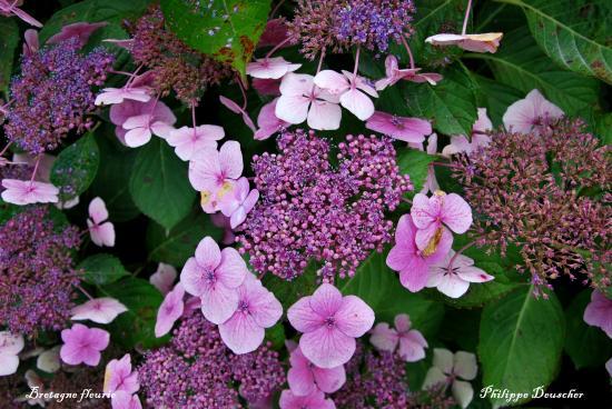 Bretagne sud fleurie (56)