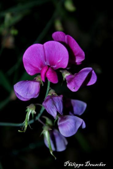 Fleurs prises de nuit en Bretagne sud (56)