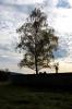 Arbre pris à contre jour à Mathay (25)