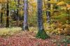 Forêt en automne à Ecot (25)