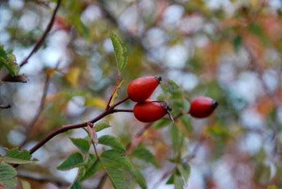 Nature à l'automne (25)