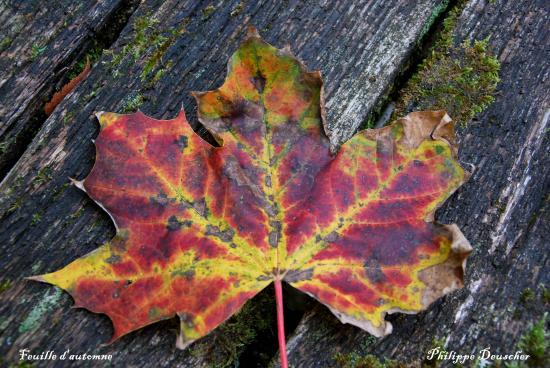 Feuille en automne en Franche-Comté (25)