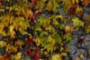 Feuilles en automne à Colombier Fontaine (25)