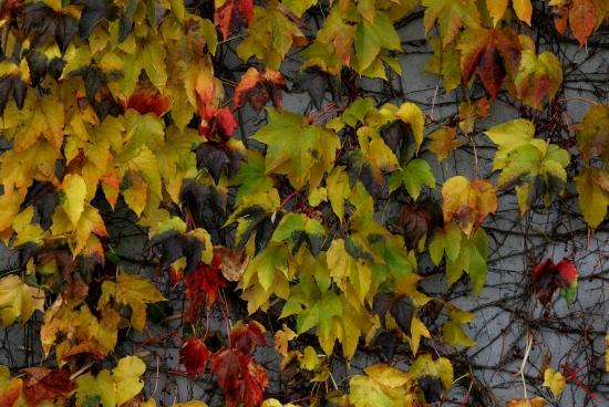 Feuilles en automne à Colombier Fontaine (25)