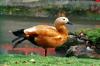 Canard au Parc du Près la Rose à Montbéliard (25)