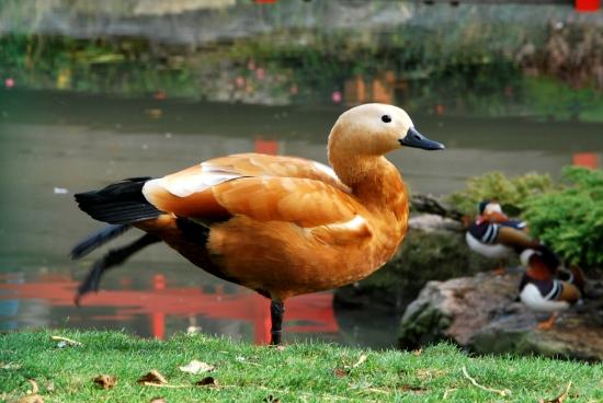 Canard au Parc du Près la Rose à Montbéliard (25)