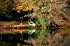 Barque en automne à Montbéliard (25)